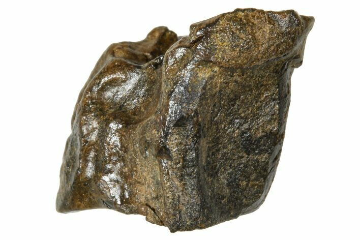 Fossil Hadrosaur (Edmontosaurus) Partial Tooth - Wyoming #376663